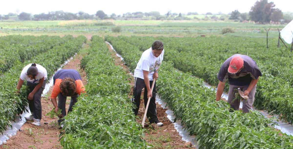 Naciones Unidas busca alternativas para la alimentación del futuro