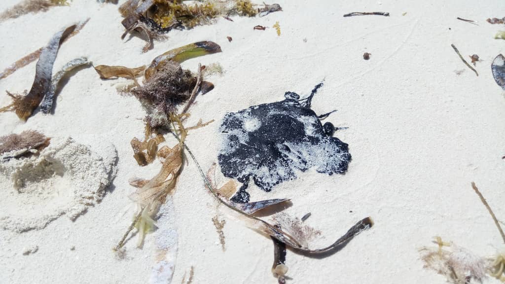 Derrame de petróleo en Franciskí, Parque Nacional Los Roques