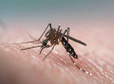 Dengue en Venezuela