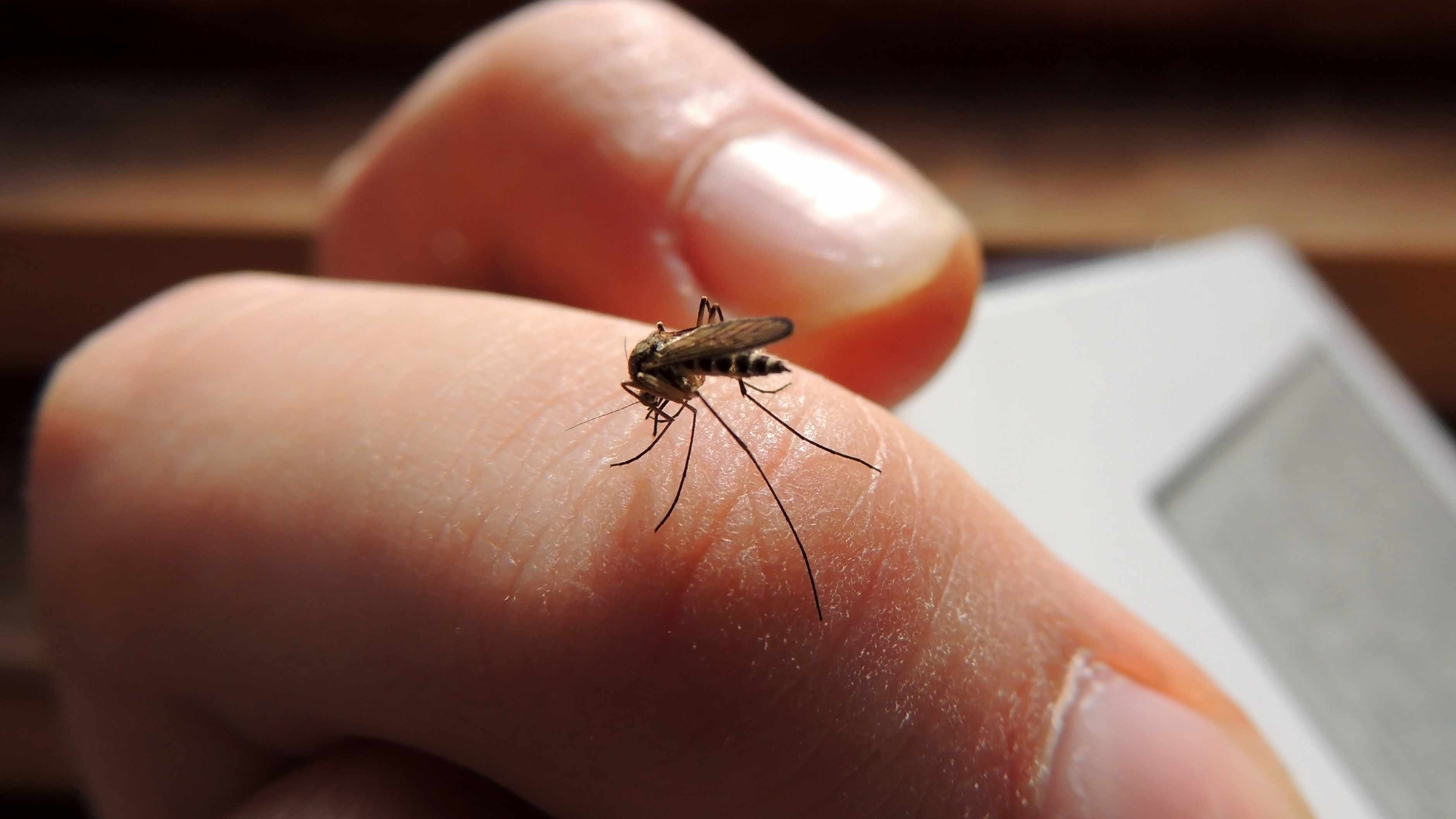 Academia Nacional de Medicina pide al gobierno publicar cifras sobre casos de dengue