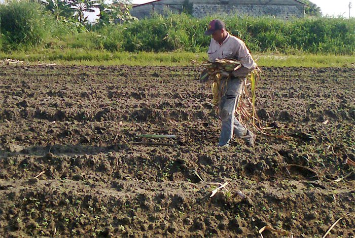 Fedeagro: Está en riesgo próximo ciclo de siembra y actual zafra de frijoles