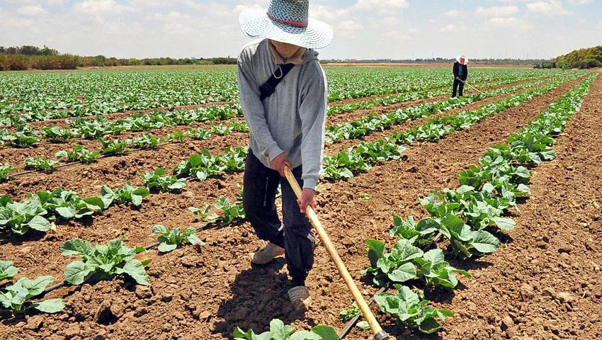 Fedeagro: Por falta de combustible se pierden las cosechas en Venezuela