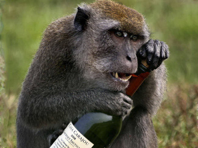 Alcohol y evolución