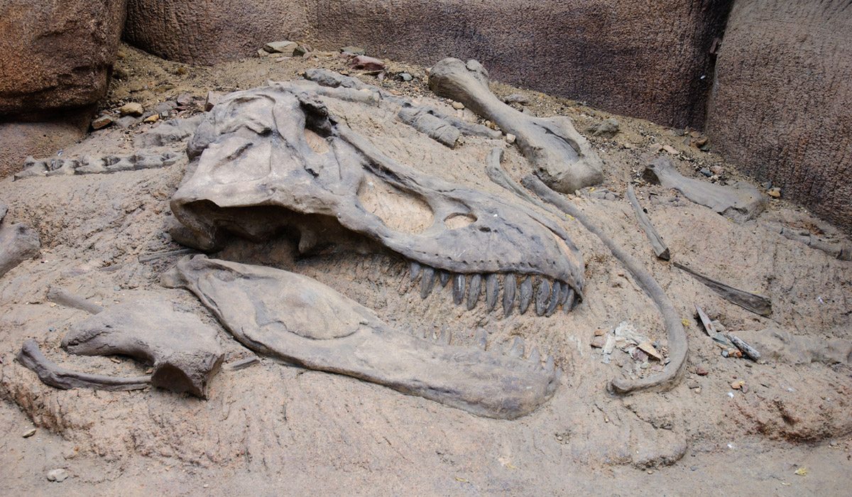 Fosiles de dinosaurios