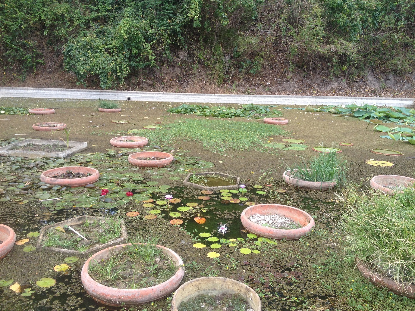 jardin botánico caracas
