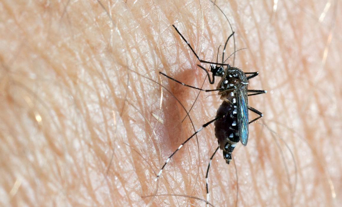 fiebre amarilla reaparece en Venezuela