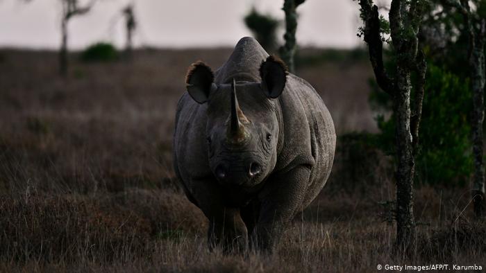 Este rinoceronte hembra, cuyo nombre era Fausta, falleció por causa natural el 27 de diciembre