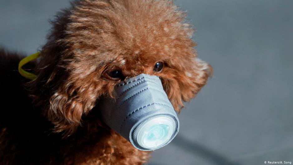 Detectan al primer perro con coronavirus
