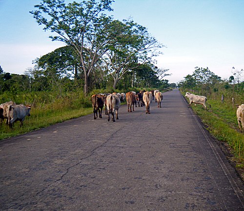Sin gasolina sectores comercial y agrario en Monagas se pueden paralizar en un mes