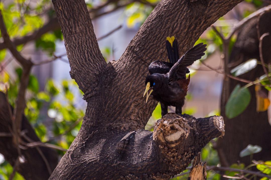 aves
