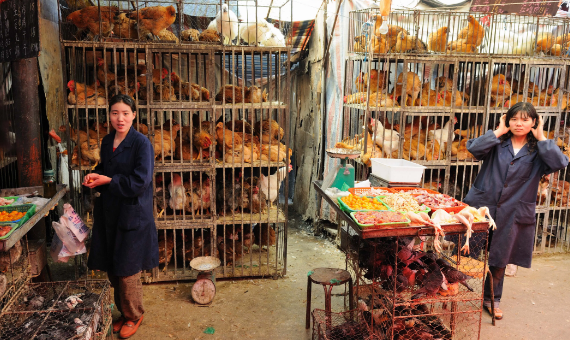 China cerrará gradualmente todos los mercados donde se venden aves vivas