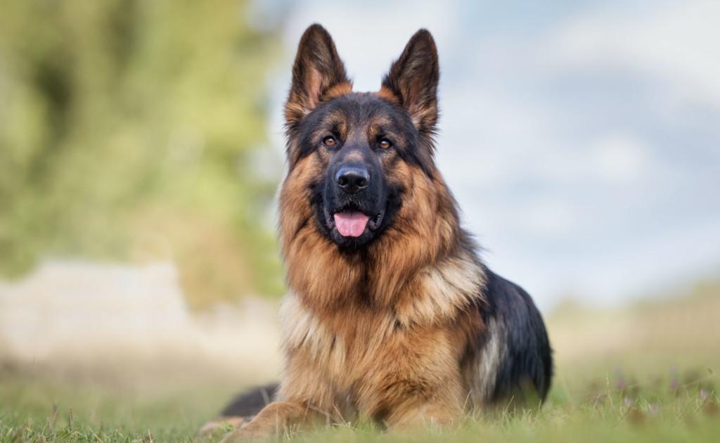 primer perro muerto por covid-19 en estados unidos