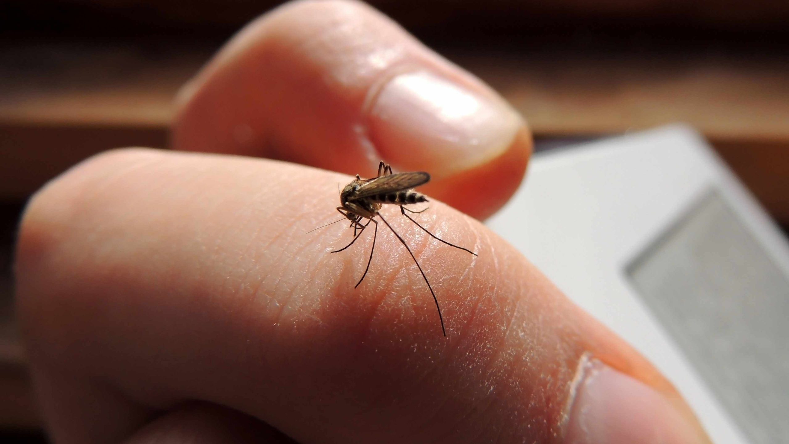 Dengue, zika y chikungunya: claves para diferenciarlos del COVID-19
