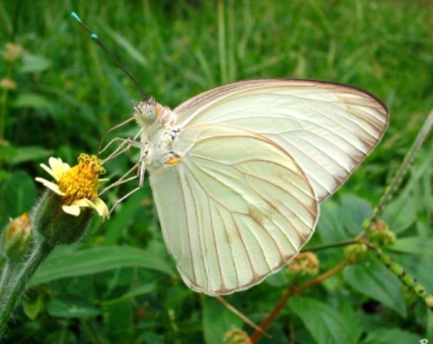 Claves de la migración de mariposas amarillas que maravillan a los caraqueños