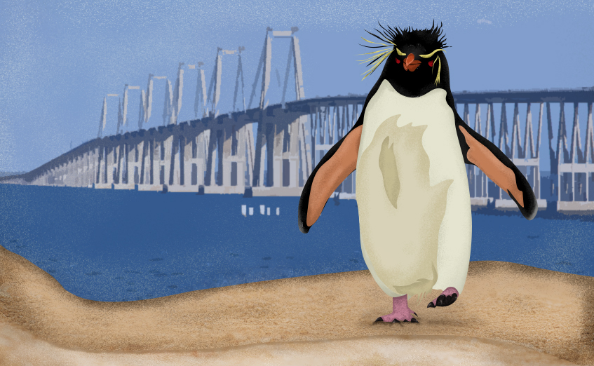 Polo, el pingüino maracucho