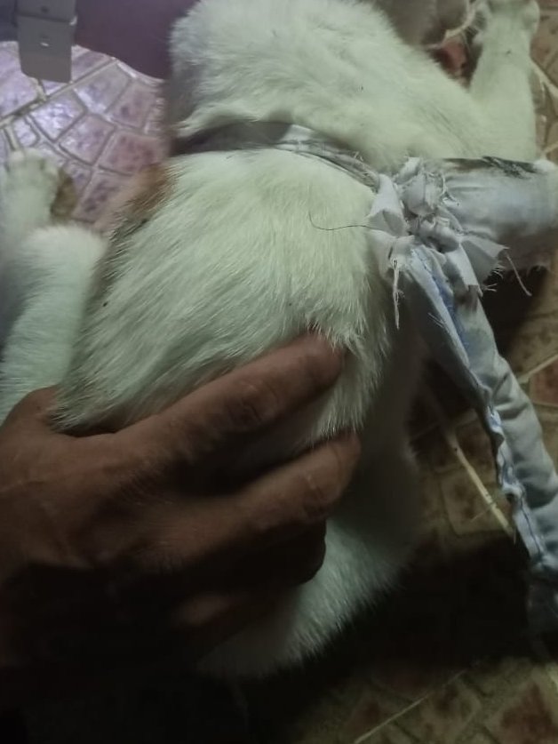 Sorprenden a "narcogato" intentando traspasar droga en una cárcel de Panamá