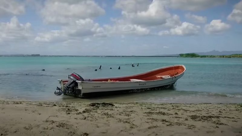 Venezuela declara alerta sanitaria en 5 estados por influenza aviar en pelícanos