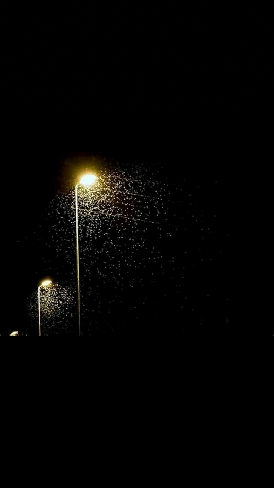 "Esperaron a que el pueblo se llenara de palometa", pobladores de Caripito ante brote de mariposas urticantes