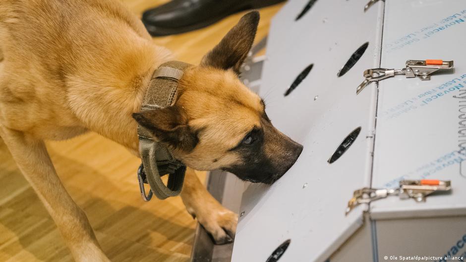 Perros pueden detectar coronavirus en orina, sudor y saliva