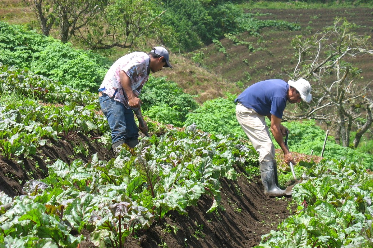 Hortalizas y frutas