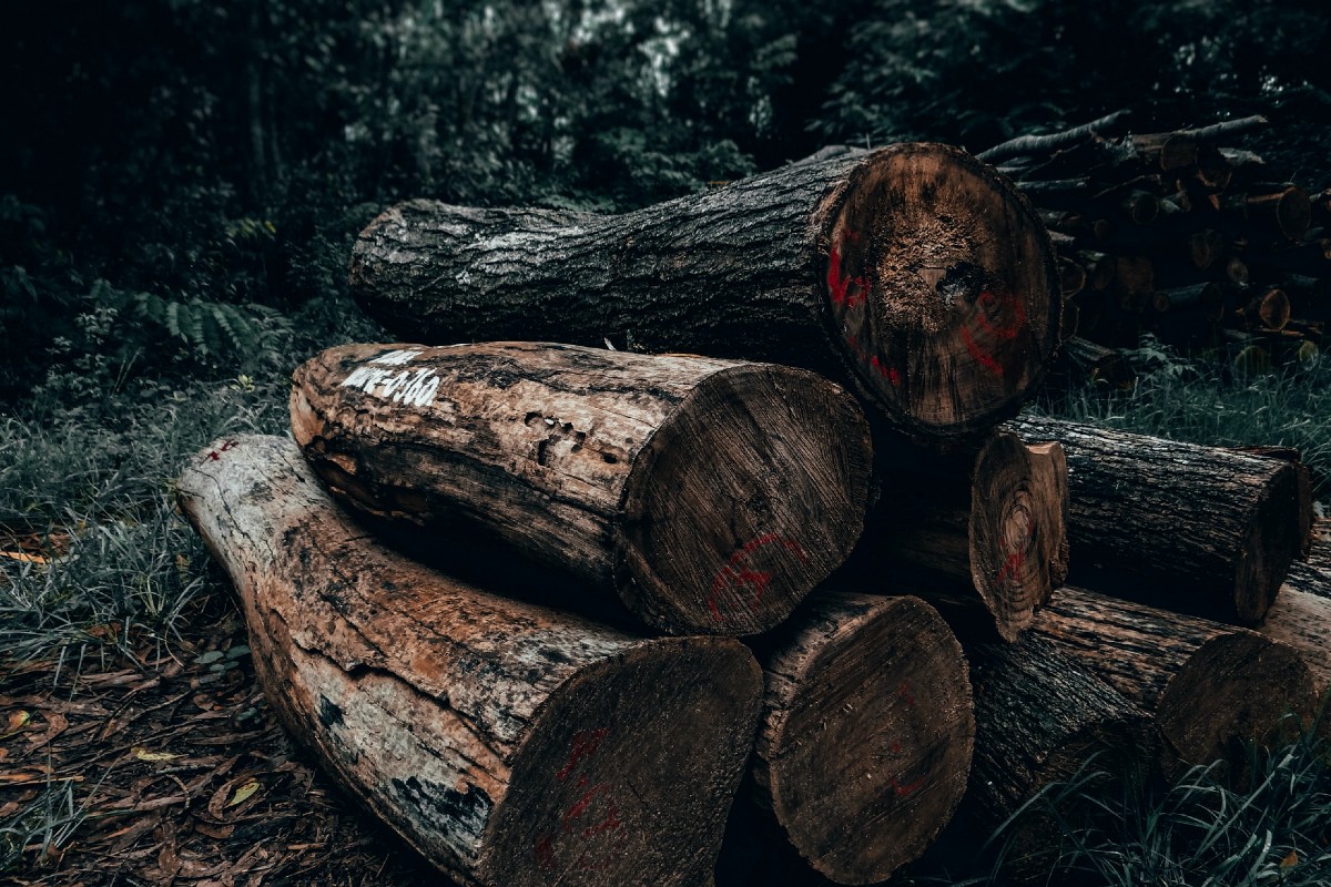 Acuerdo global para frenar la deforestación