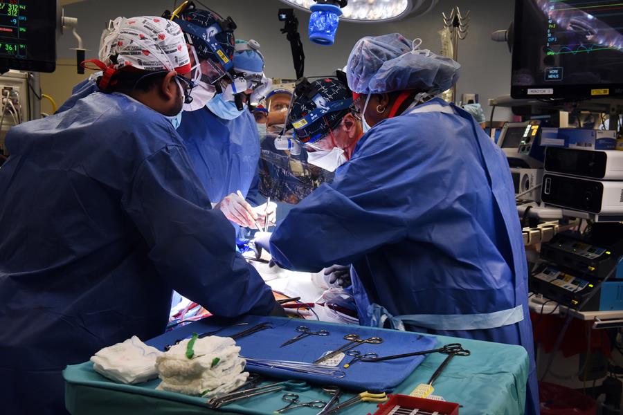 Médicos trasplantan con éxito un corazón de cerdo a un hombre en Estados Unidos