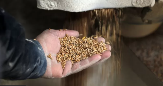 Rusia y Ucrania: el efecto "catastrófico" de la guerra sobre la producción global de alimentos