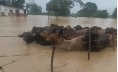 Fedenaga asegura que los ganaderos ya habían alertaron sobre la situación de los diques de los ríos en el Zulia y posibles inundaciones