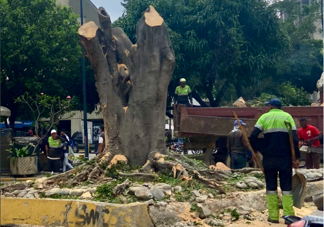 tala de árboles en Caracas