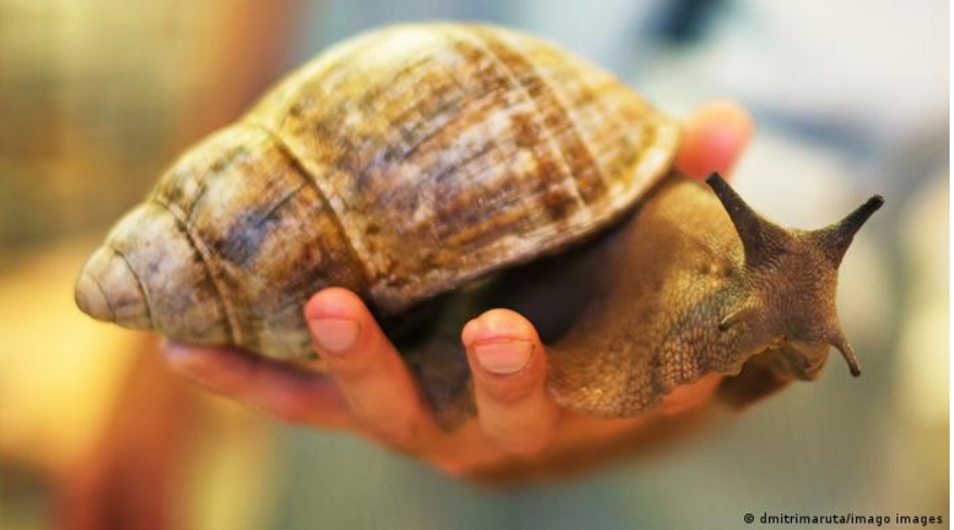Confinan condado en EEUU por presencia de caracol gigante