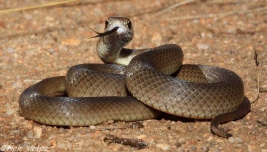 Serpiente