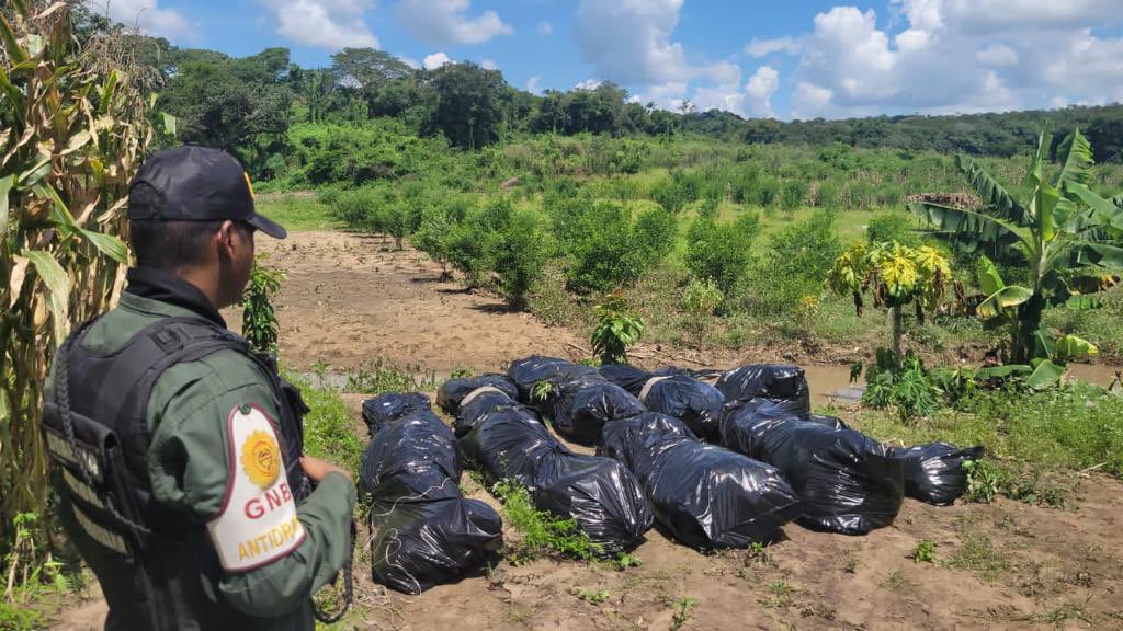 Militares destruyen dos campamentos con 362 kilos de marihuana en Anzoátegui