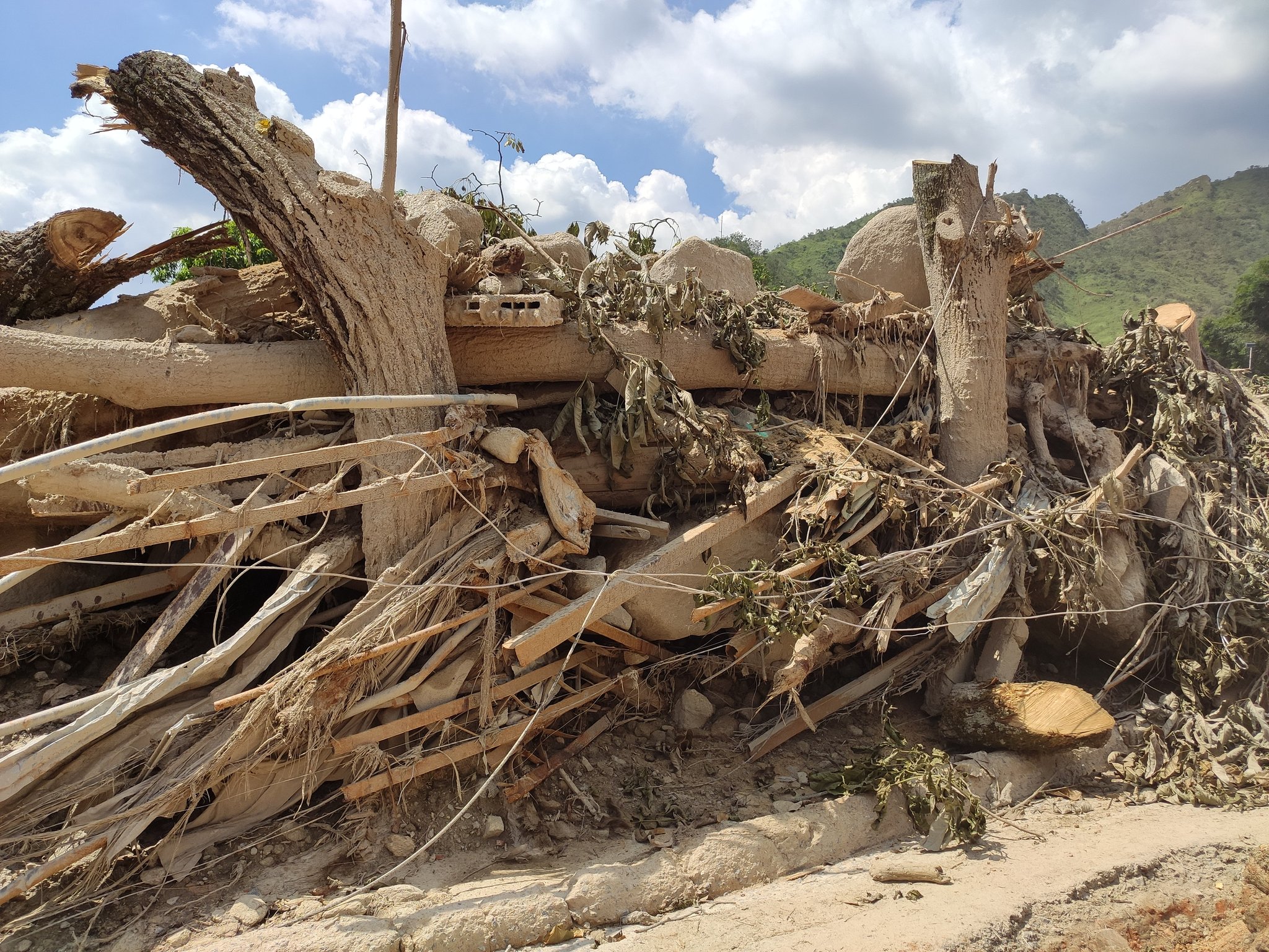Cuenca del Henri Pittier, en Palmarito, necesita reforestación urgente, alerta Sembramos Todos