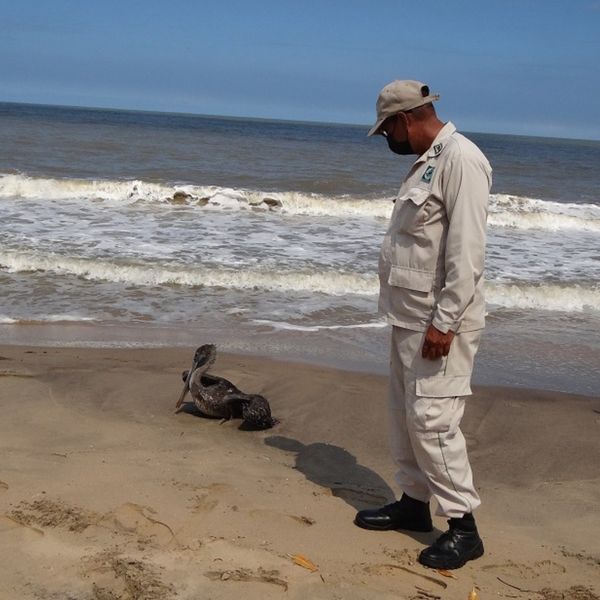 Inparques, Fundación Avista, el Ministerio de Ecosocialismo, el Insai y otros entes han hecho recorridos por la zona afectada | Foto: Fundación Avista 