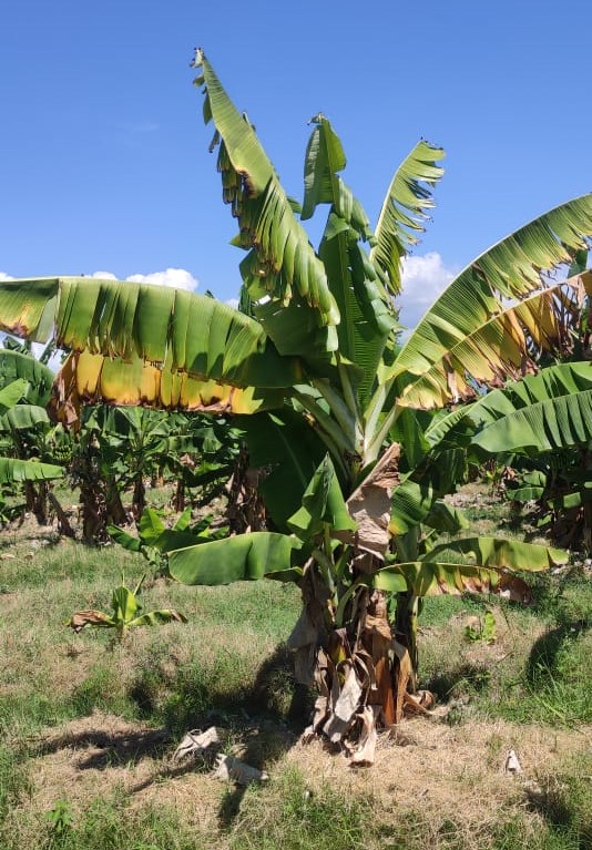 Así se ven algunas de las las plantas afectadas por el hongo en el país | Foto: cortesía Rafael Mejías
