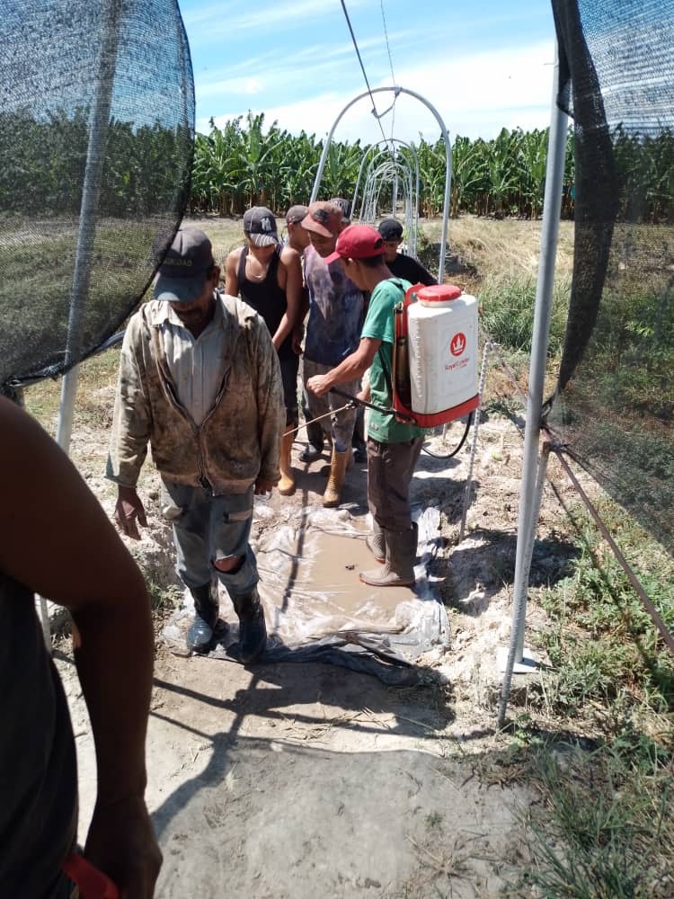 Productores deben instalar puntos de desinfección para impedir la entrada o propagación del hongo del banano | Foto; Insai