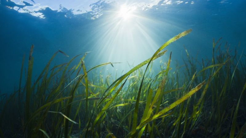 ¿Sin oxígeno en el agua?: un nuevo peligro emergente