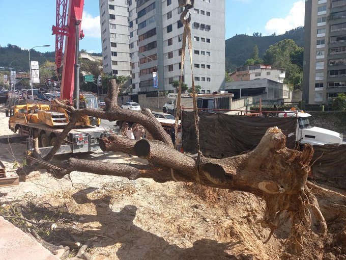 Alcaldía de El Hatillo responsabiliza al ministerio de Ecosocialismo por tala de samán en El Cigarral