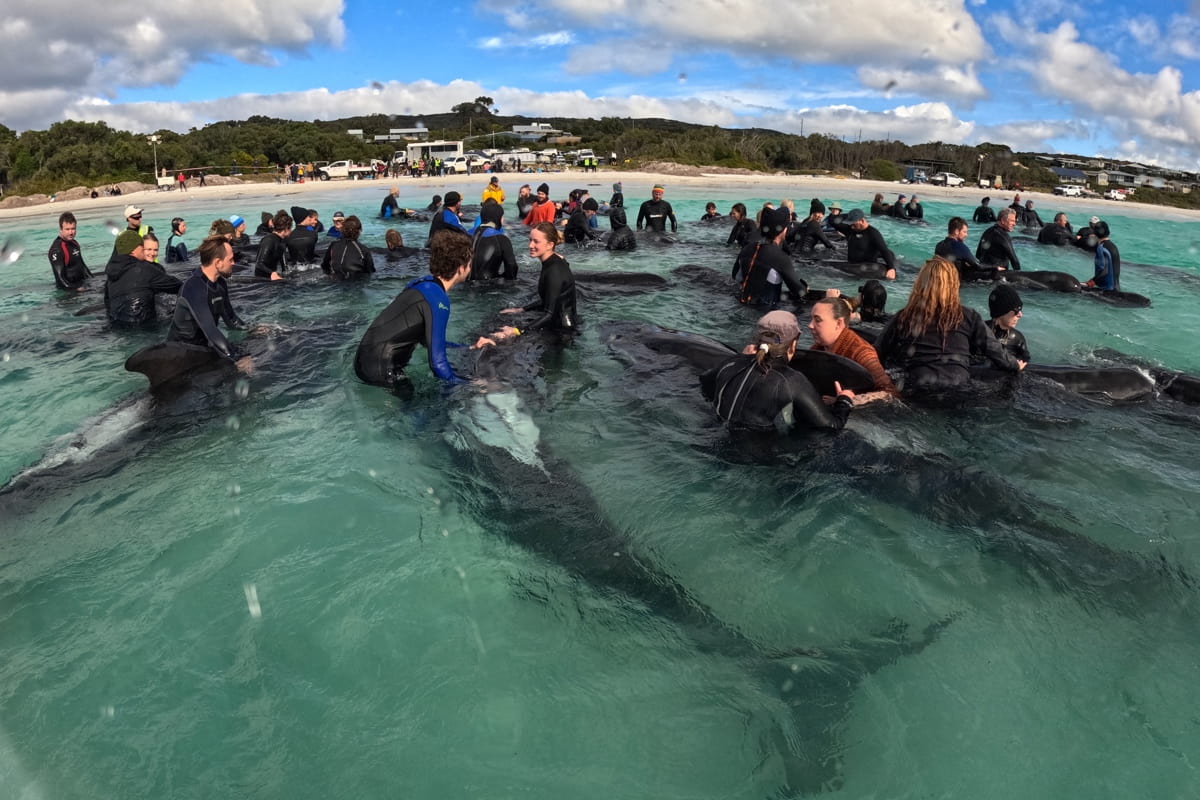 Mueren 51 ballenas piloto tras quedar varadas en Australia