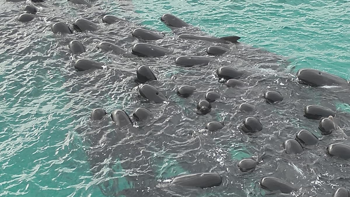 Muere casi un centenar de ballenas piloto que quedaron varadas en Australia