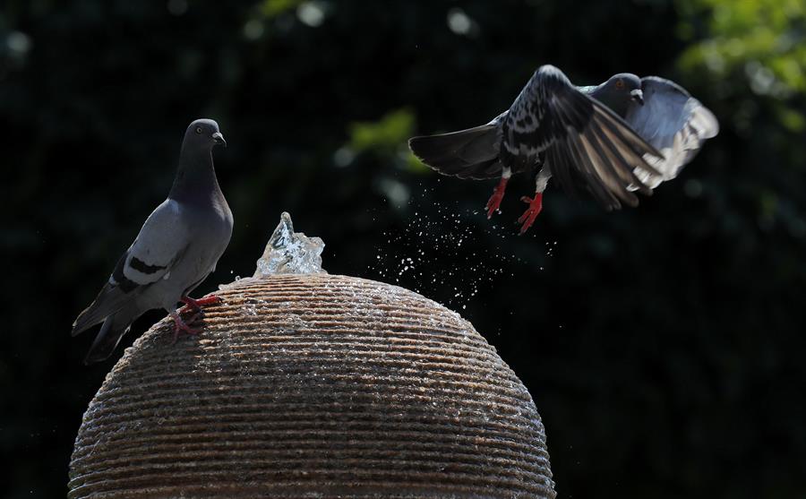 Agencia científica de la ONU confirma que la semana pasada rompió récord global de calor
