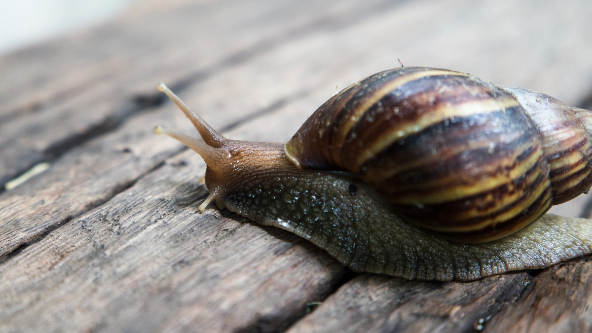 Caracol gigante africano