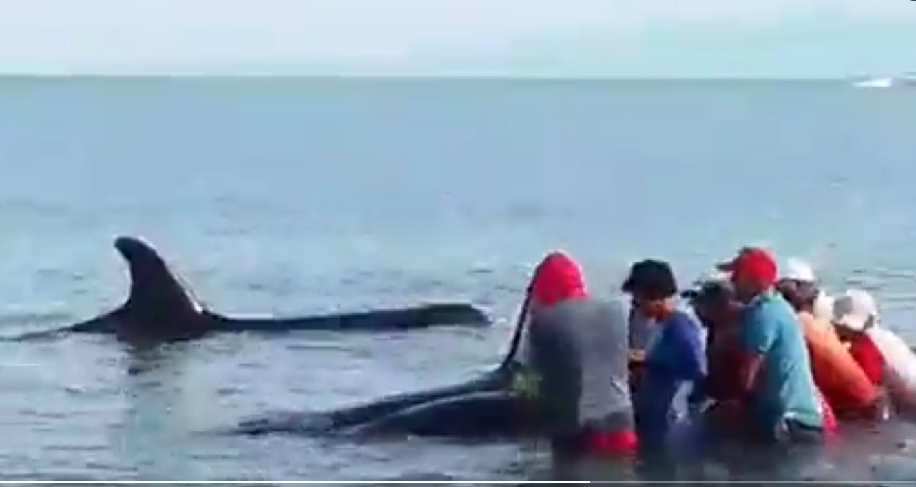 Pescadores liberan a siete ballenas orca varadas en las costas de Sucre