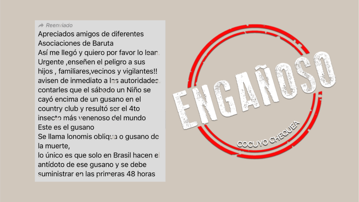 ¿Oruga lonomia oblicua está apareciendo en Caracas y ha provocado casos de emponzoñamiento?