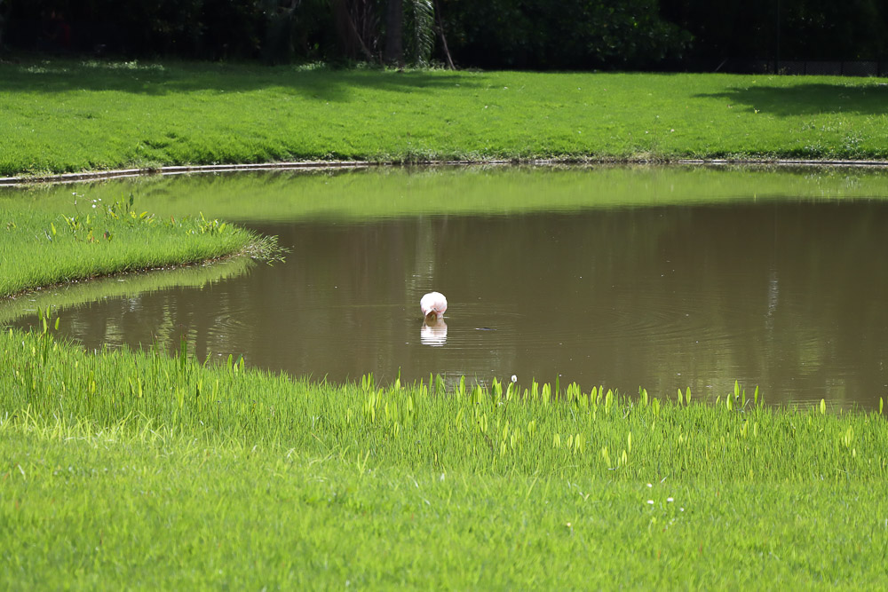 Parque Miranda- flamingos (Mairet Chourio)
