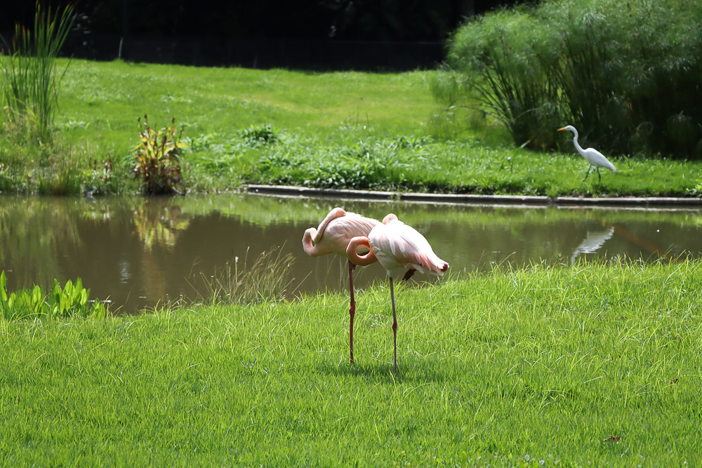 Parque Miranda- flamingos (Mairet Chourio)