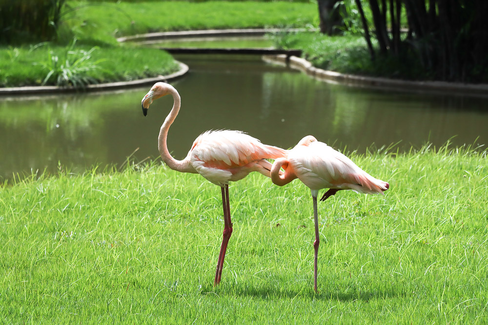Parque Miranda- flamingos (Mairet Chourio)