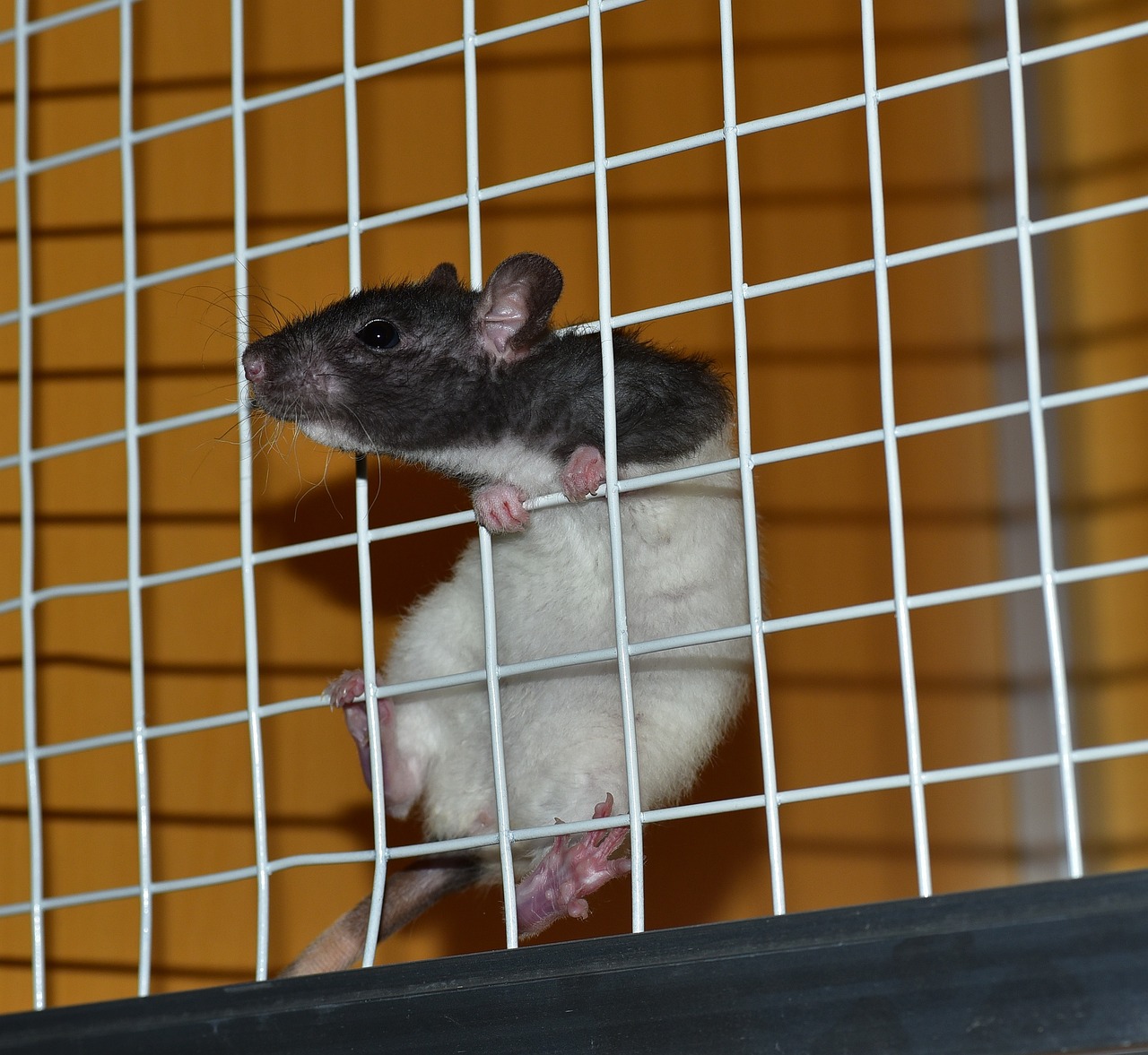 ¿Las ratas de laboratorio son capaces de imaginar?