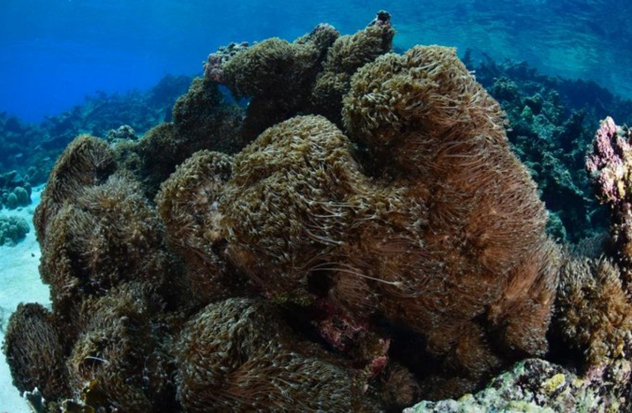 coral blando asiático