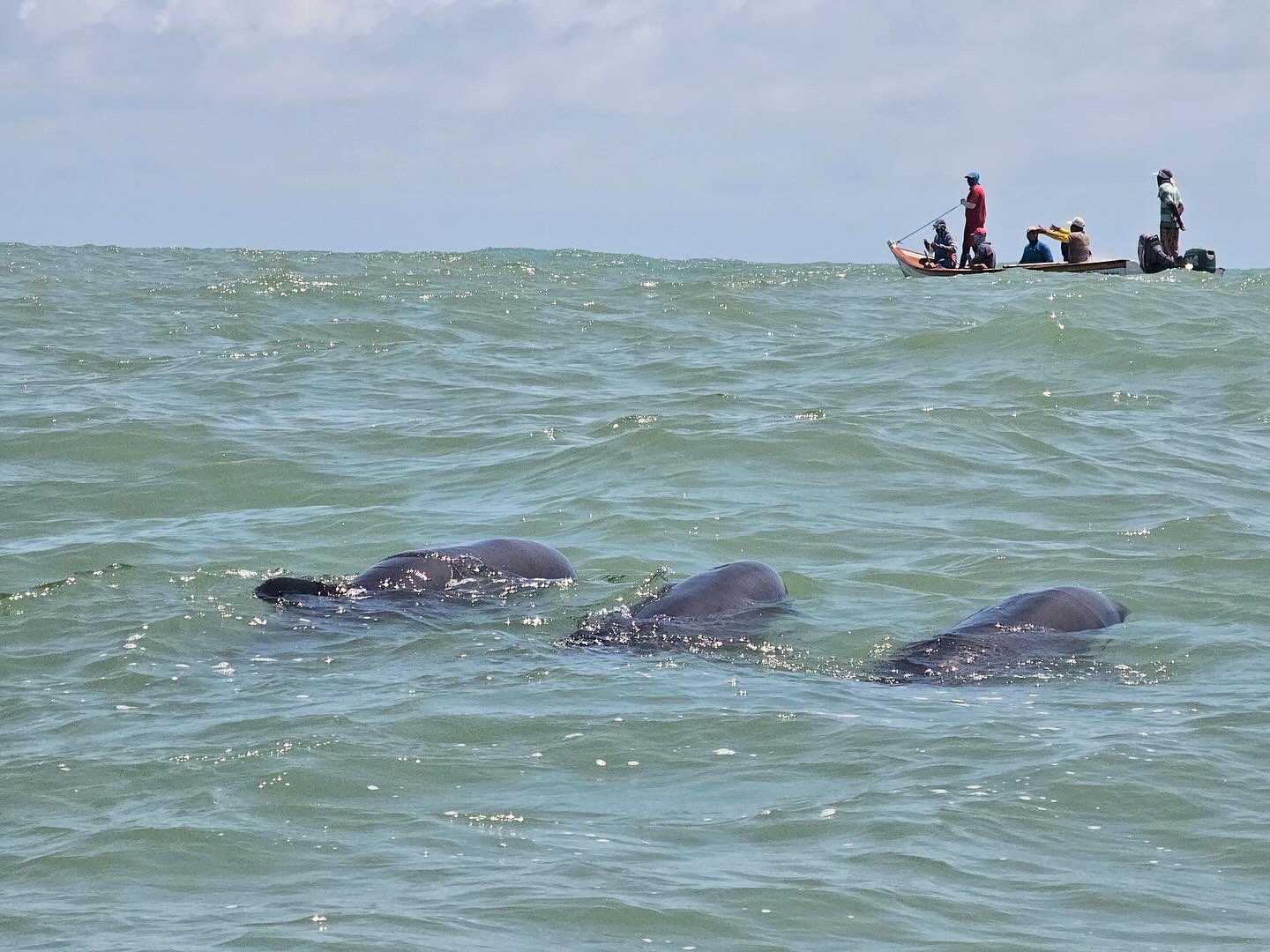 Rescatan a más de 200 delfines que quedaron varados en Falcón